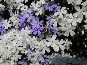 芝桜のいろは